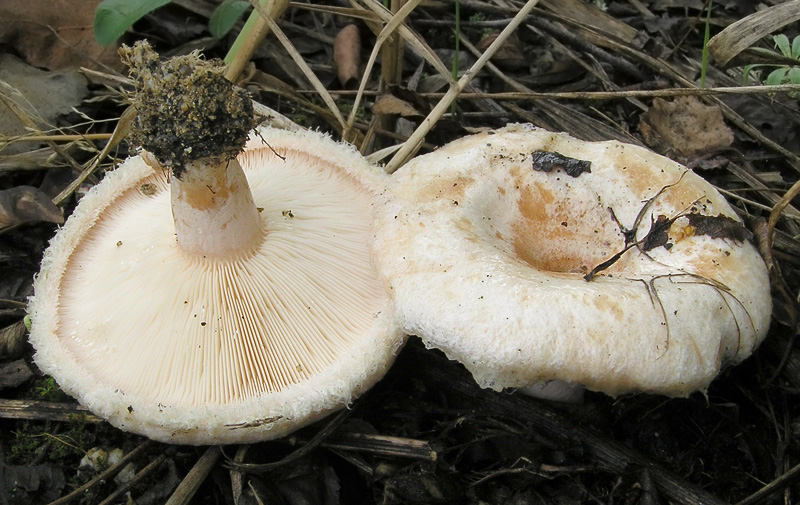 Lactarius pubescens